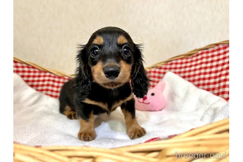 成約済の福岡県のミニチュアダックスフンド(ロングヘアード)-255384の4枚目